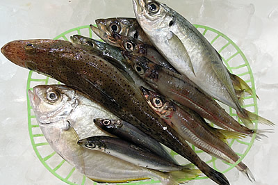 【送料無料】きときと屋おまかせ かぶすセット
